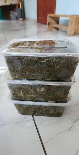 Brèdes malabar - Biyachara