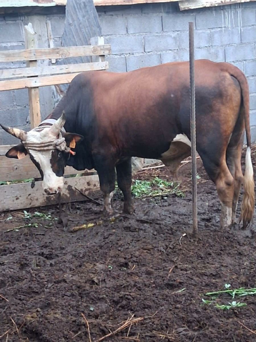 Nyombe image 2 - Biyachara